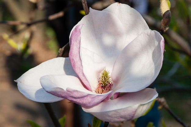 Bourgeon de beau magnolia de printemps