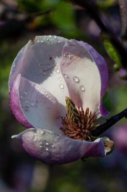 Bourgeon de beau magnolia de printemps