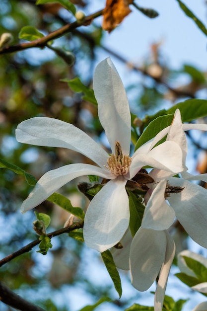 Bourgeon de beau magnolia de printemps