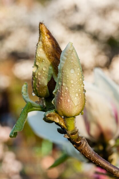 Bourgeon de beau magnolia de printemps