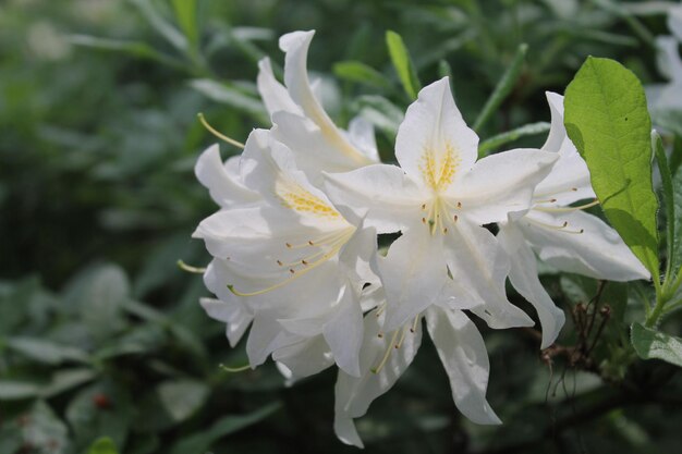 Un bourgeon de beau rodendron blanc est lavé par la rosée du matin