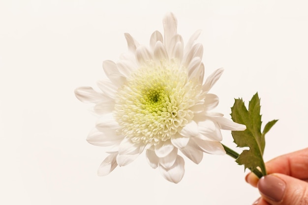 Bourgeon de chrysanthème sur le fond blanc isolé