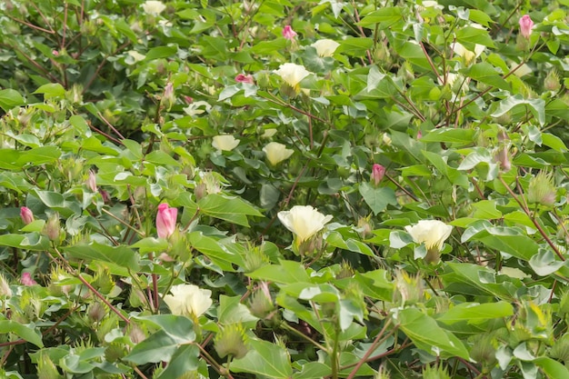 Bourgeon de coton de plante de coton de fleur de coton