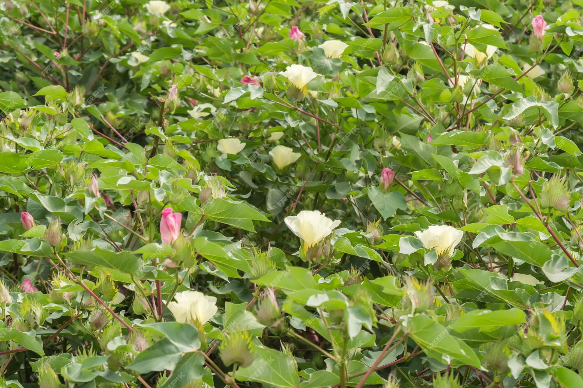 Bourgeon De Coton De Plante De Coton De Fleur De Coton | Photo Premium