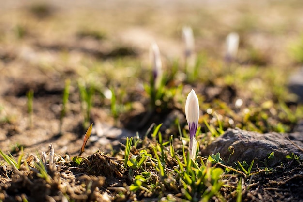 Bourgeon de Crocus dans le rétroéclairage du soleil couchant un soir de printemps