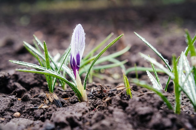 Le bourgeon de crocus violet dans un jardin de printemps