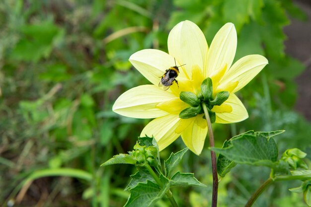 Bourgeon de dahlia avec des feuilles vertes floues sur fond