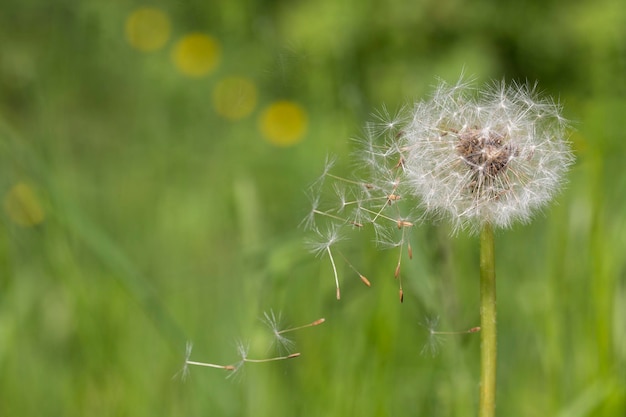 Bourgeon fermé d'un pissenlit Fleurs blanches de pissenlit dans l'herbe verte