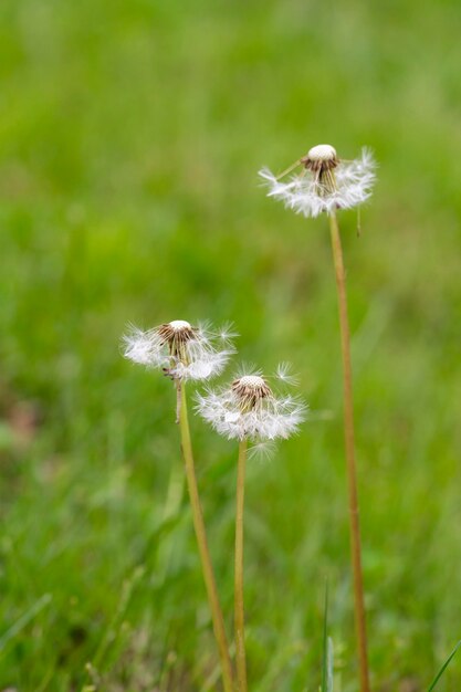 Bourgeon fermé d'un pissenlit Fleurs blanches de pissenlit dans l'herbe verte