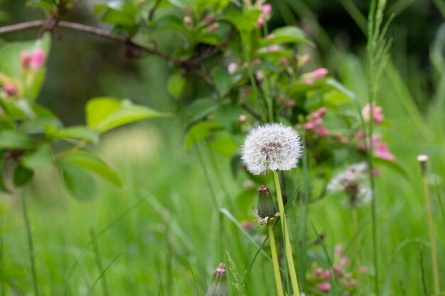 Bourgeon fermé d'un pissenlit Fleurs blanches de pissenlit dans l'herbe verte