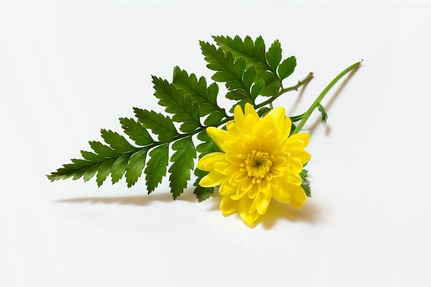 Bourgeon et feuille de chrysanthème sur le fond blanc isolé