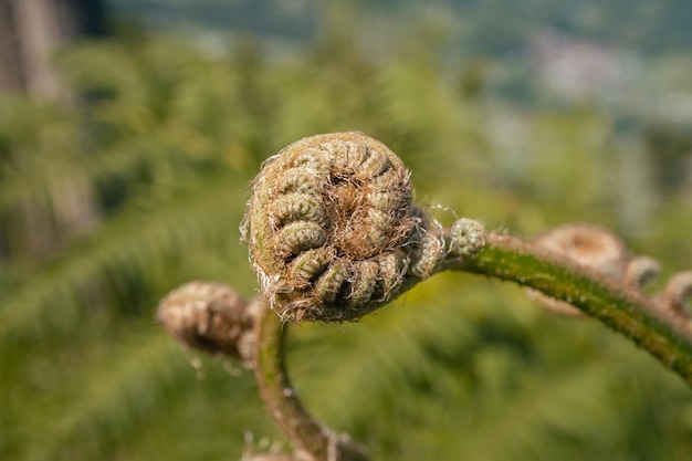 Bourgeon de feuille de fougère sur la montagne avec arrière-plan flou