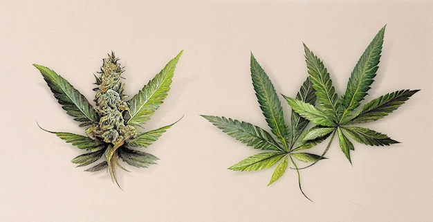 Bourgeon et feuilles de marijuana (Cannabis sativa). Illustration botanique sur papier blanc. Plantes médicinales