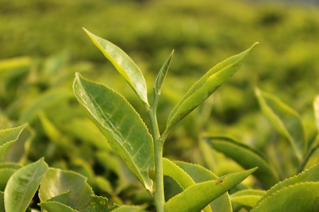 Bourgeon et feuilles de thé vert sur les plantations de thé vert