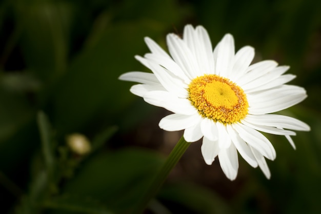 Bourgeon de fleur de camomille dans le jardin avec une surface naturelle verte floue