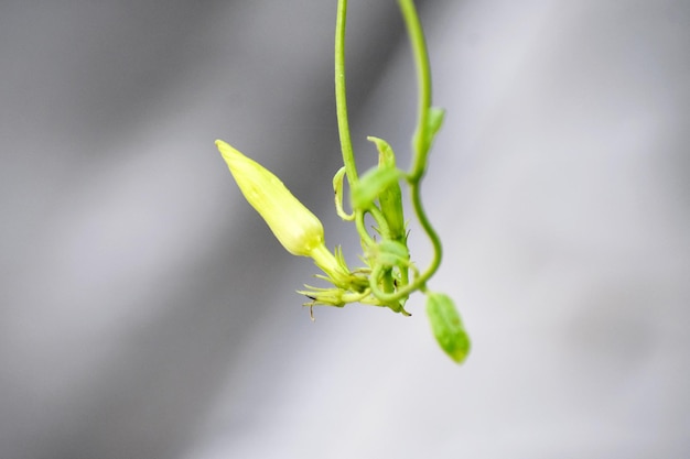 Photo un bourgeon d'une fleur d'if