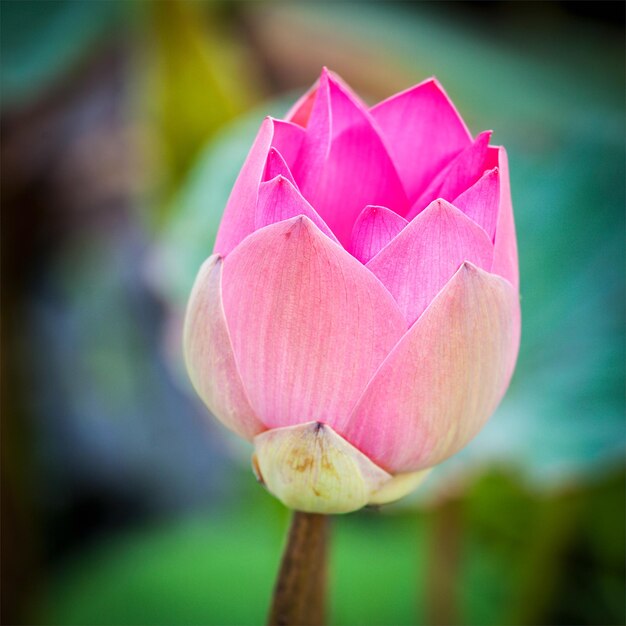 Le bourgeon de la fleur de lotus rose en gros plan