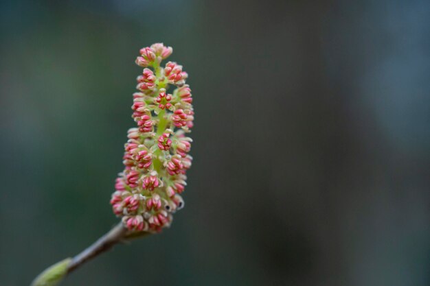 Un bourgeon ou une fleur moelleuse jaune sur une branche sur un fond flou Fond naturel du printemps début du printemps Fortunearia sinensis
