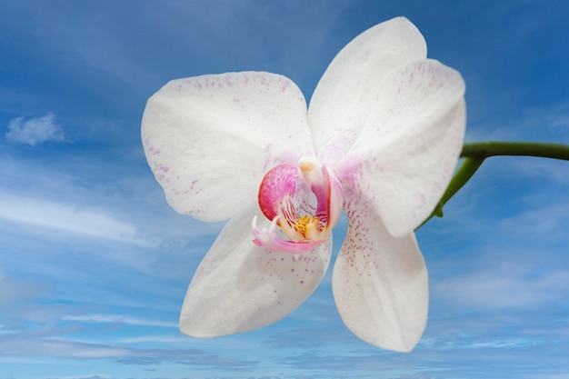 Bourgeon De Fleur D'orchidée Blanche Avec Un Ciel Bleu En Arrière-plan.