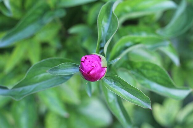 Bourgeon de fleur de pivoine non ouvert dans le jardin