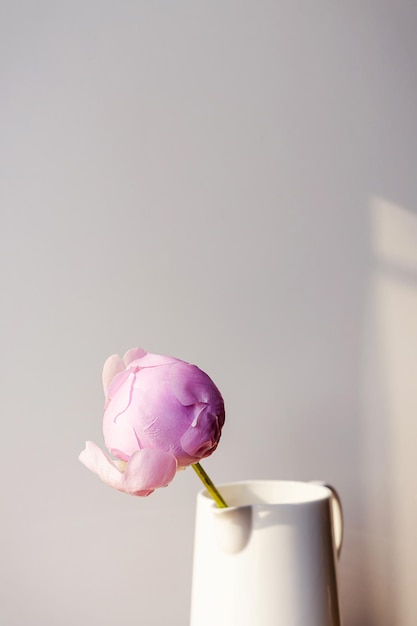 Bourgeon de fleur de pivoine rose blanc moelleux en fleurs sur fond gris pastel minimal élégant Composition florale minimale créative Superbe fond d'écran botanique ou carte de voeux vive