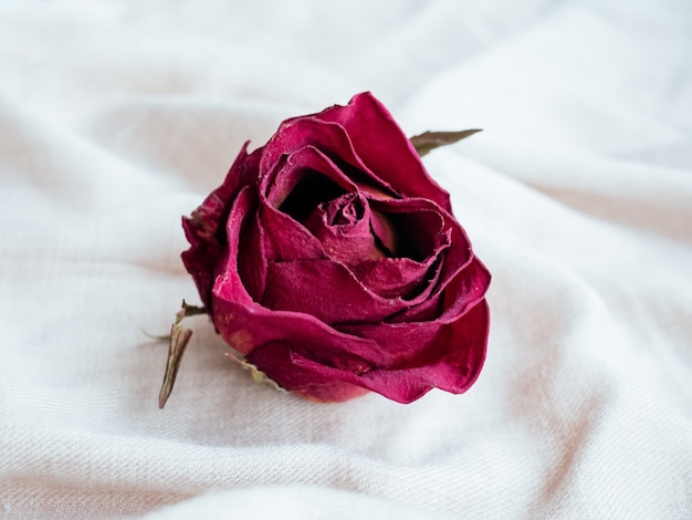 Un bourgeon de fleur de rose rouge séchée sur tissu de lin pastel symbole traditionnel du cœur brisé et de l'amour perdu concept de perte de mémoire mort vie et mort