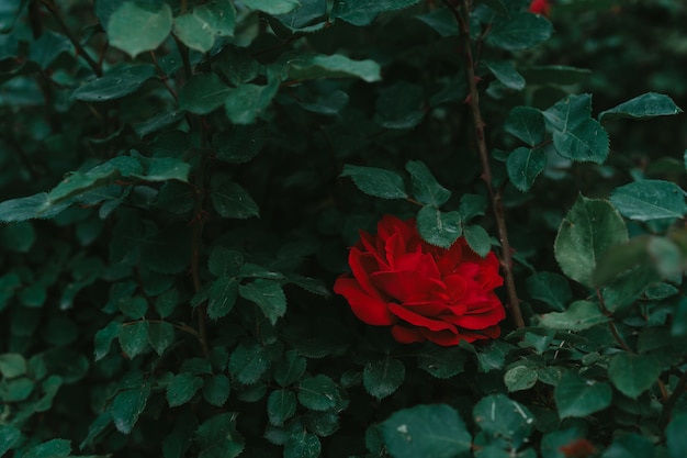 Bourgeon fleuri d'une rose rouge qui pousse