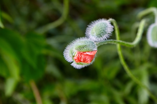 Bourgeon en fleurs de pavot rouge sur une surface verte