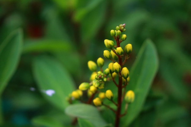 Bourgeon de fleurs de Thryallis doré