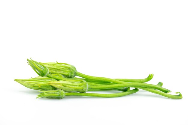 Bourgeon frais de fleur de citrouille isolé sur fond blanc