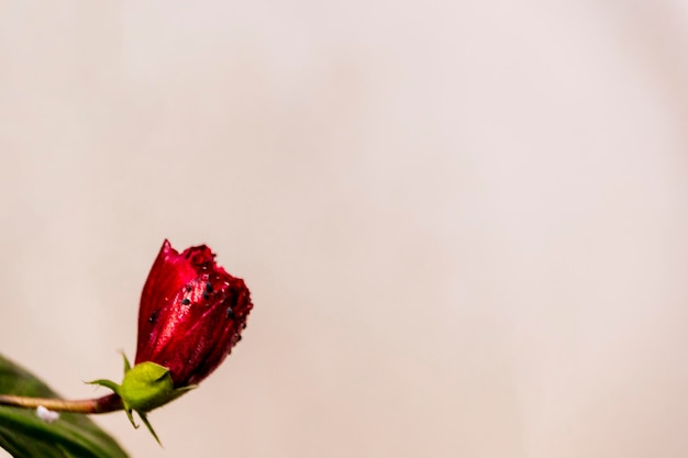 Bourgeon d'hibiscus également connu sous le nom de fleur de joba isolée