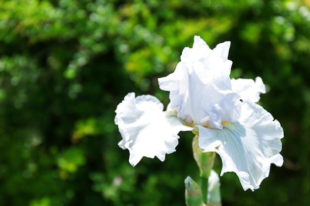 Bourgeon d'iris blanc sur fond de nature floue