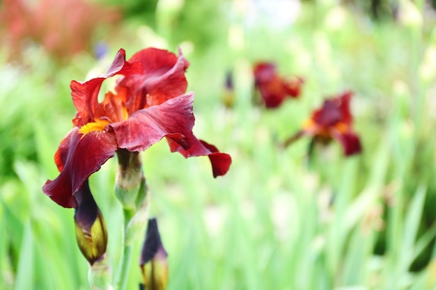 Bourgeon d'iris rouge coloré sur fond de nature floue