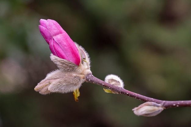 Bourgeon de magnolia rose closeup Macrophotographie Bourgeon moelleux avec une fleur Blooming magnolia spring revival