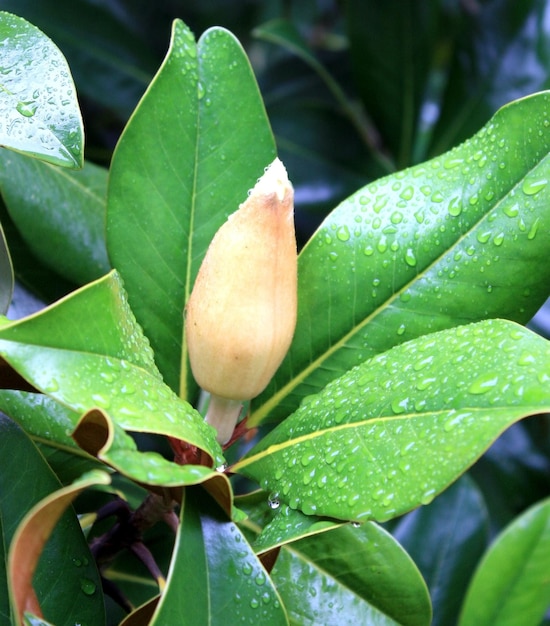 Bourgeon de magnolia