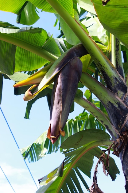 bourgeon mâle de banane sur l'arbre