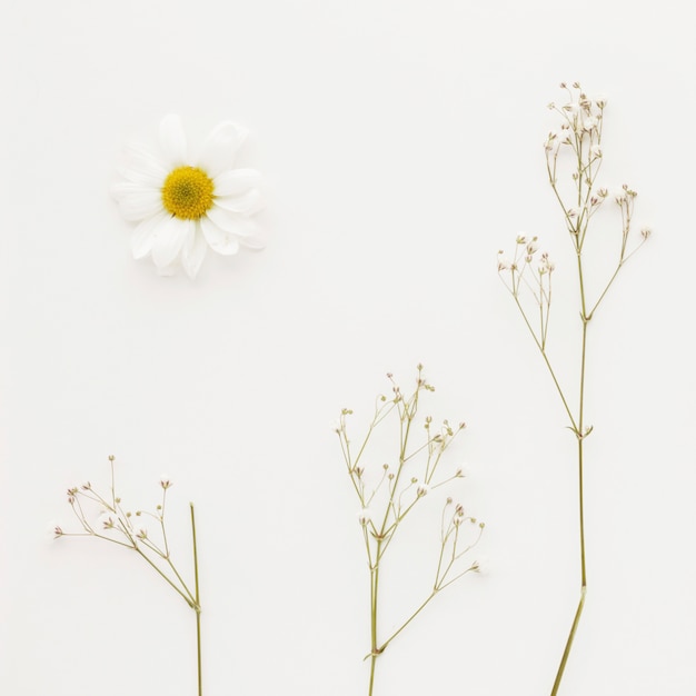 Photo bourgeon de marguerite près de rameaux de plantes vertes avec de petites fleurs