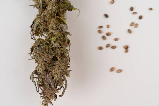 Bourgeon de marijuana séché avec du THC visible isolé sur fond blanc Graines de chanvre et cannabis séché