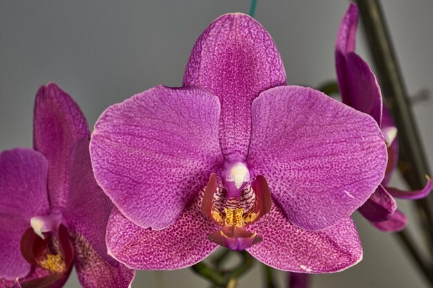 Le bourgeon d'orchidée s'est épanoui et s'est transformé en une belle fleur