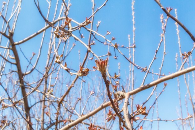 Bourgeon ouvert sur une branche au printemps