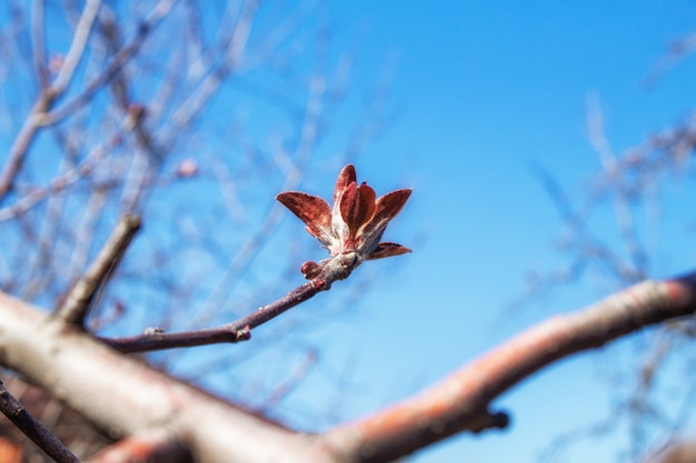 Bourgeon ouvert sur une branche au printemps