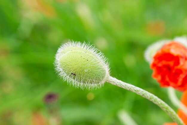 Bourgeon de pavot vert sur fond d'herbe