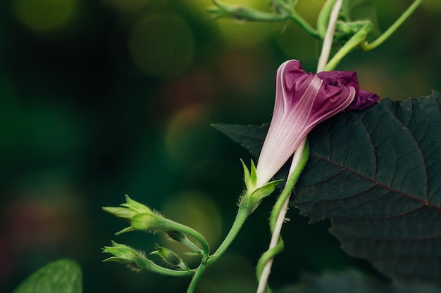 Un bourgeon de pétunia violet foncé sur une feuille noire.