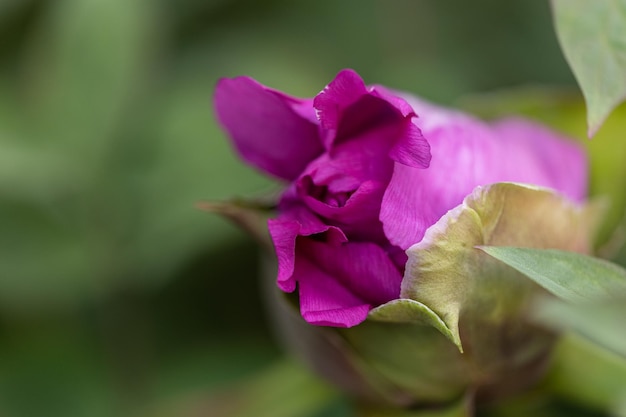 Bourgeon d'une pivoine arbustive