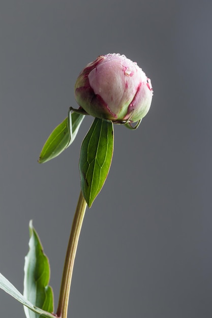 Bourgeon de pivoine rose de couleur pastel frais avec fond sombre