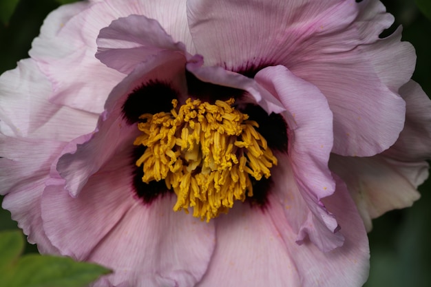 Bourgeon de pivoine rose en fleurs macro