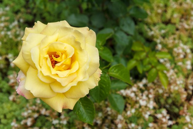 Bourgeon de rose blanche dans le jardin avec des buissons flous à la surface