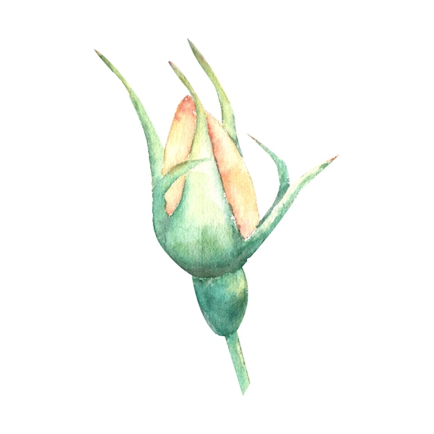 Un bourgeon de rose de couleur pêche non ouvert sur un fond blanc. Illustration à l'aquarelle.