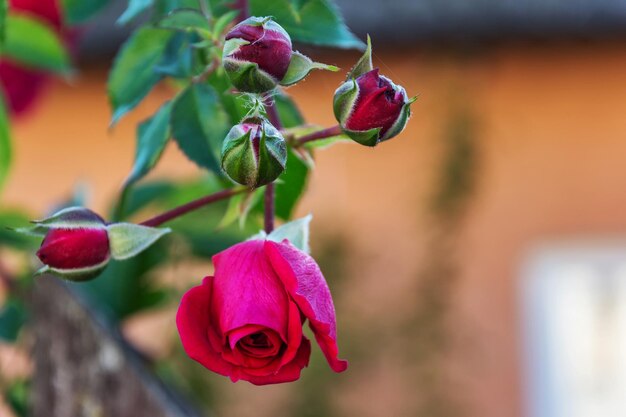 Bourgeon d'une rose en fleurs sur un arrière-plan flou