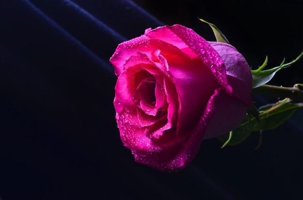 Un bourgeon d'une rose hollandaise rose isolé sur fond noir
